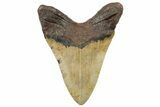 Serrated, Fossil Megalodon Tooth - North Carolina #299059-2